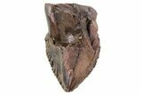 Triceratops Tooth Crown (Little Wear) - Montana #69126-1